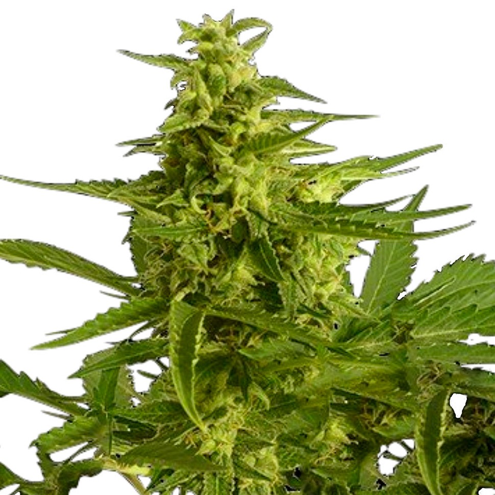 Недорогие семена конопли Auto Critical Hog feminised Ganja Seeds Недорогие семена конопли Auto Critical Hog feminised Ganja Seeds