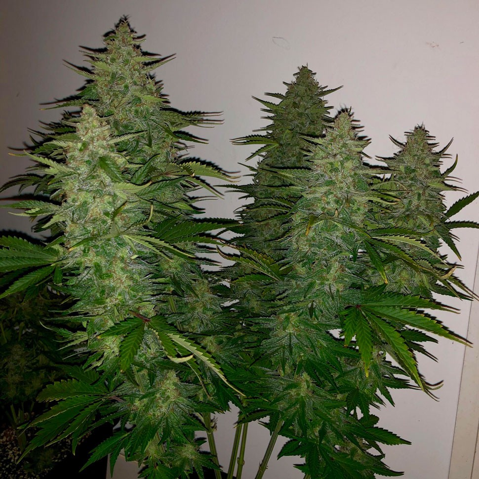 Семена марихуаны Auto Royal Gorilla feminised Ganja Seeds