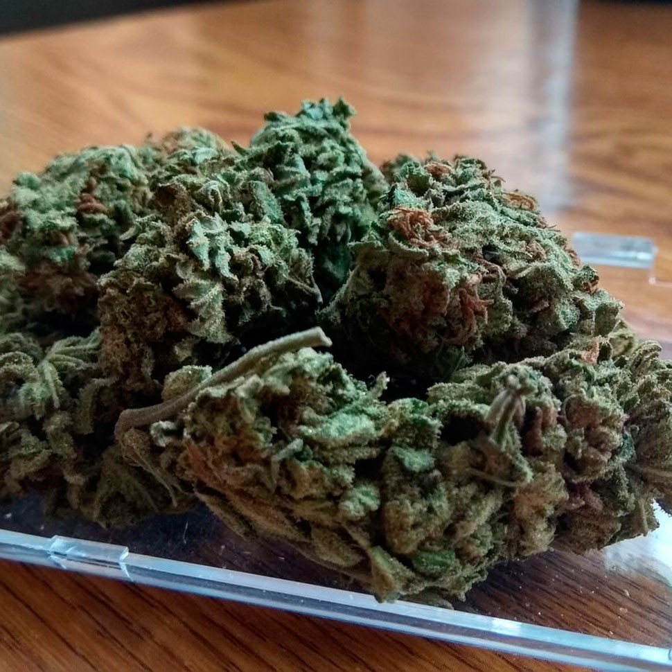 Семена кактуса Auto Royal Gorilla feminised Ganja Seeds Семена кактуса Auto Royal Gorilla feminised Ganja Seeds