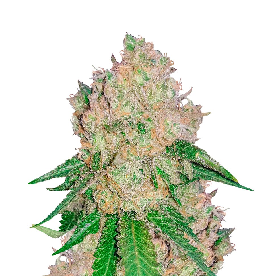 Качественные семена конопли Auto Royal Gorilla feminised Ganja Seeds Качественные семена конопли Auto Royal Gorilla feminised Ganja Seeds