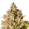 Качественные семена марихуаны Auto Royal Gorilla feminised Ganja Seeds Качественные семена марихуаны Auto Royal Gorilla feminised Ganja Seeds