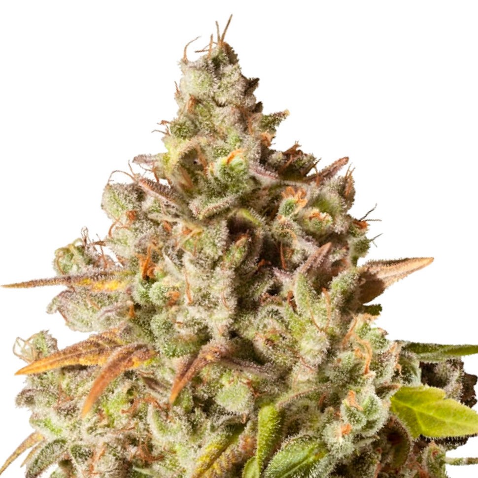 Качественные семена марихуаны Auto Royal Gorilla feminised Ganja Seeds Качественные семена марихуаны Auto Royal Gorilla feminised Ganja Seeds