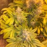 Flowerbomb Kush feminised Ganja Seeds Flowerbomb Kush feminised Ganja Seeds