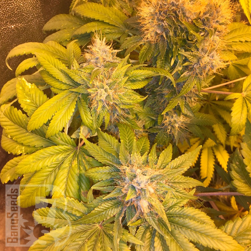 Flowerbomb Kush feminised Ganja Seeds Flowerbomb Kush feminised Ganja Seeds