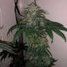 Flowerbomb Kush feminised Ganja Seeds Flowerbomb Kush feminised Ganja Seeds