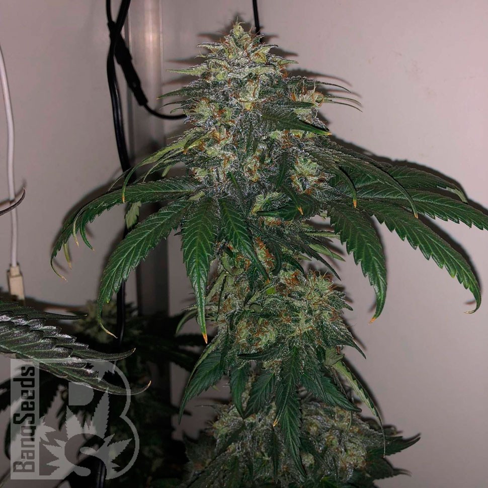 Flowerbomb Kush feminised Ganja Seeds Flowerbomb Kush feminised Ganja Seeds