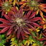 Семена конопли Mintz feminised Ganja Seeds Семена конопли Mintz feminised Ganja Seeds