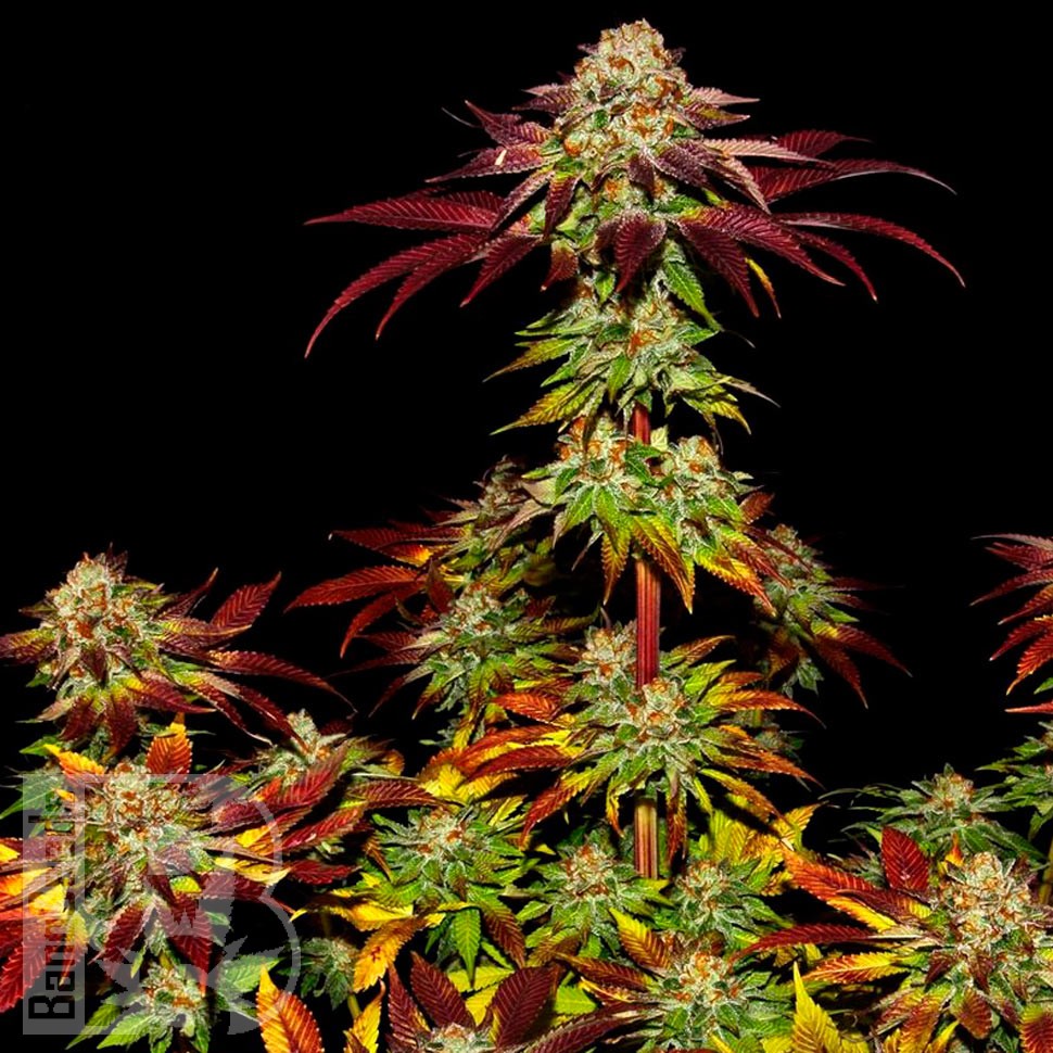 Семена конопли Mintz feminised Ganja Seeds Семена конопли Mintz feminised Ganja Seeds