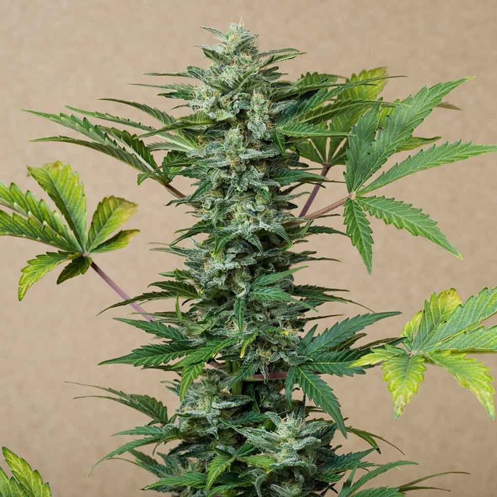 заказ семян конопли Нур-Султан Auto Roadrunner reg заказ семян конопли Нур-Султан Auto Roadrunner reg