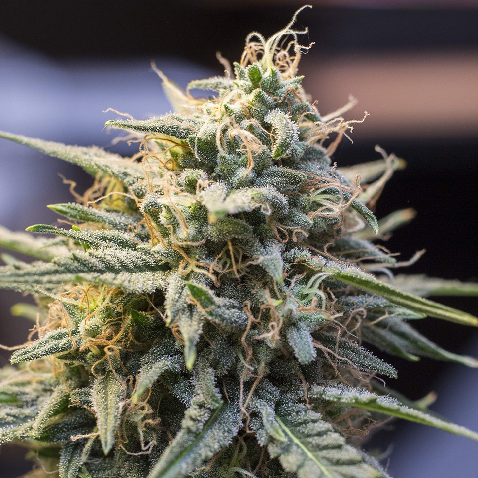 заказ семян конопли Нур-Султан Hercules reg заказ семян конопли Нур-Султан Hercules reg