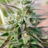 купить семена марихуаны в Алматы Hercules reg купить семена марихуаны в Алматы Hercules reg