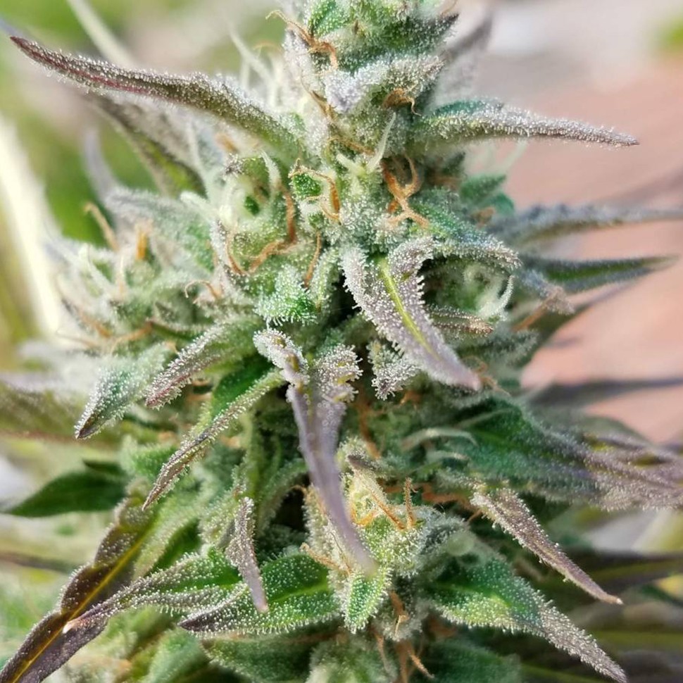 купить семена марихуаны в Алматы Hercules reg купить семена марихуаны в Алматы Hercules reg