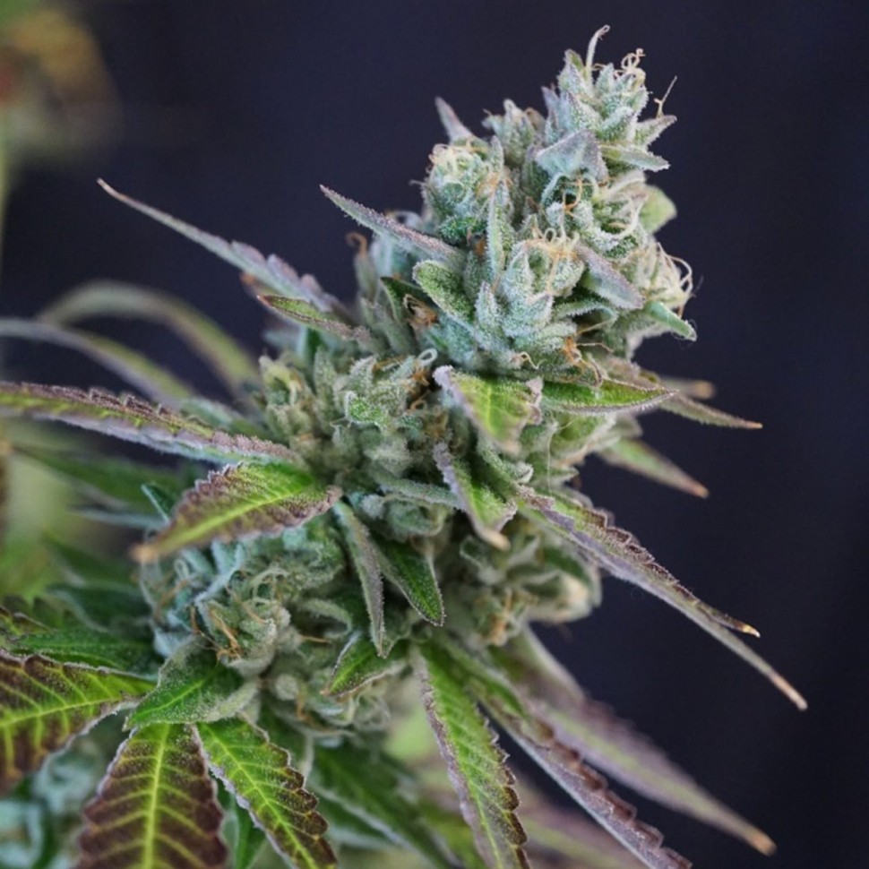 семена культурной конопли купить Hercules reg семена культурной конопли купить Hercules reg