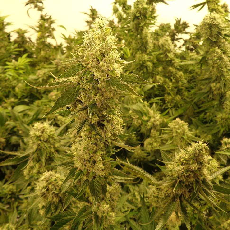купить семена конопли индика Hercules reg купить семена конопли индика Hercules reg