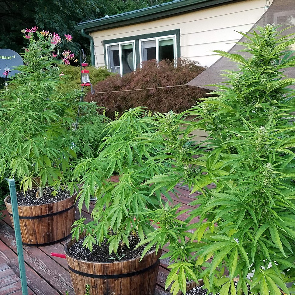 купить семена конопли в Украине Afghani №1 feminised купить семена конопли в Украине Afghani №1 feminised