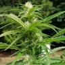 купить качественные семена конопли Afghani №1 feminised купить качественные семена конопли Afghani №1 feminised