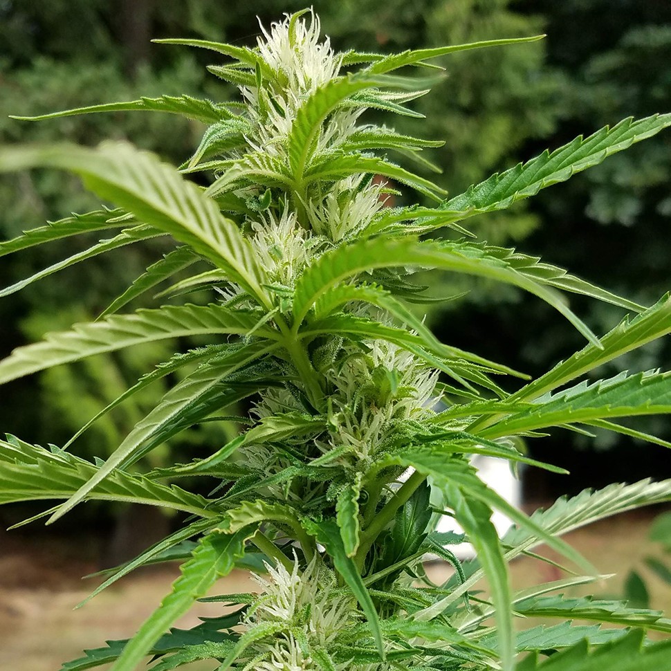 купить качественные семена конопли Afghani №1 feminised купить качественные семена конопли Afghani №1 feminised