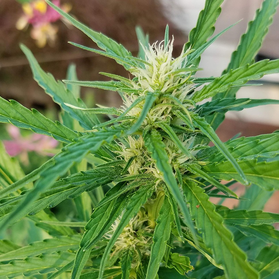 купить урожайные семена конопли Afghani №1 feminised купить урожайные семена конопли Afghani №1 feminised