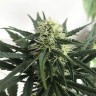 купить семена конопли в оригинальных упаковках Afghani №1 feminised купить семена конопли в оригинальных упаковках Afghani №1 feminised