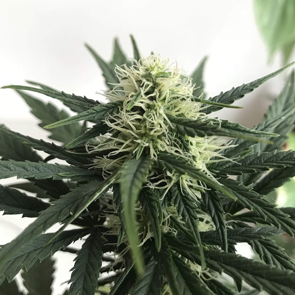 купить семена конопли в оригинальных упаковках Afghani №1 feminised купить семена конопли в оригинальных упаковках Afghani №1 feminised