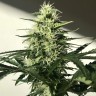 купить семена конопли недорого Afghani №1 feminised купить семена конопли недорого Afghani №1 feminised