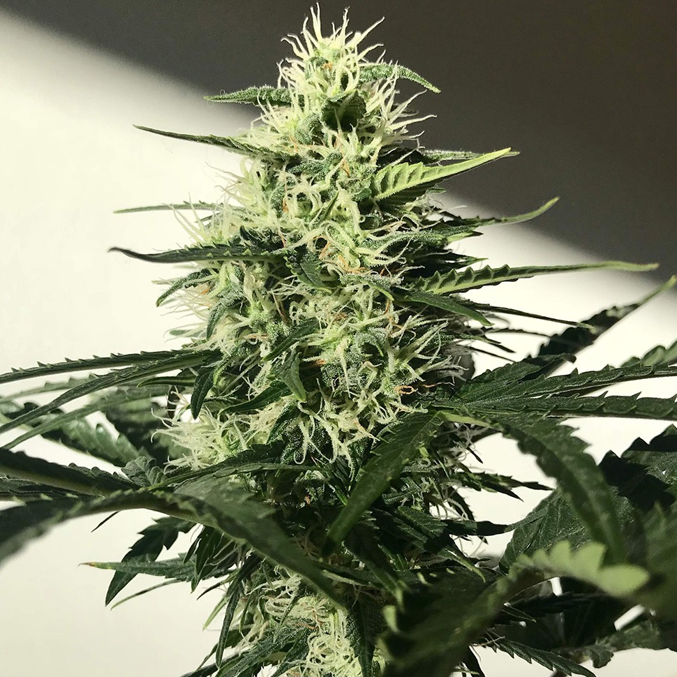 купить семена конопли недорого Afghani №1 feminised купить семена конопли недорого Afghani №1 feminised
