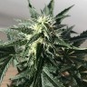 купить семена конопли Afghani №1 feminised купить семена конопли Afghani №1 feminised