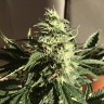 заказ семян конопли Afghani №1 feminised заказ семян конопли Afghani №1 feminised