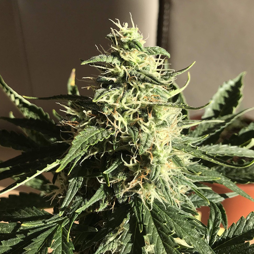 заказ семян конопли Afghani №1 feminised заказ семян конопли Afghani №1 feminised