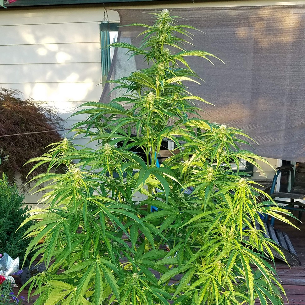 где заказать семена конопли Afghani №1 feminised где заказать семена конопли Afghani №1 feminised