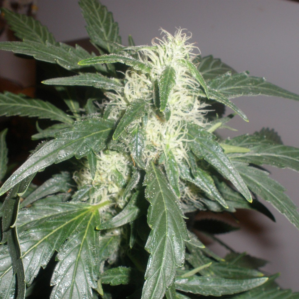 Семена ганжа  Auto White Russian feminised Neuro Seeds