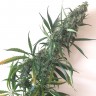 приобрести семена конопли Chuy Valley feminised приобрести семена конопли Chuy Valley feminised