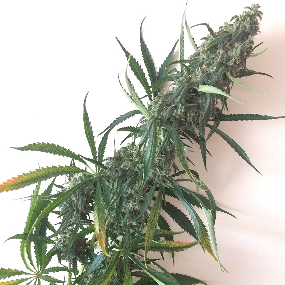 приобрести семена конопли Chuy Valley feminised приобрести семена конопли Chuy Valley feminised