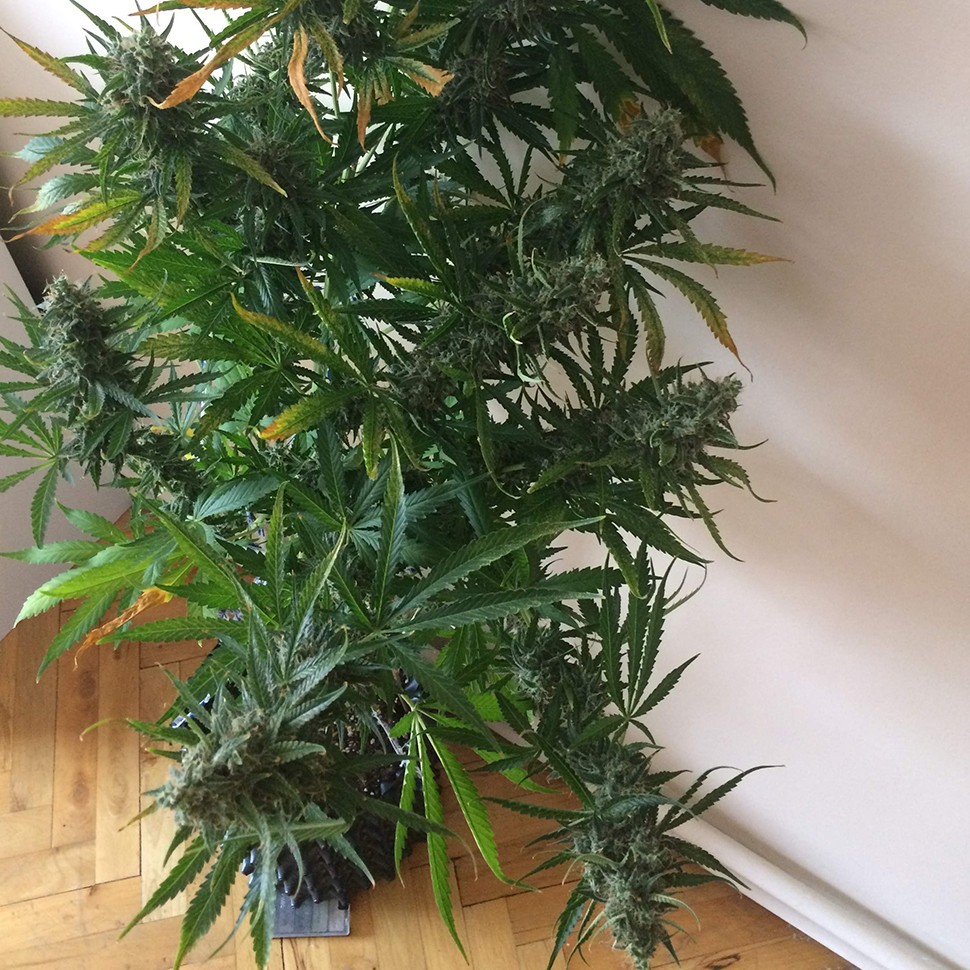 семена конопли со скидкой Chuy Valley feminised семена конопли со скидкой Chuy Valley feminised