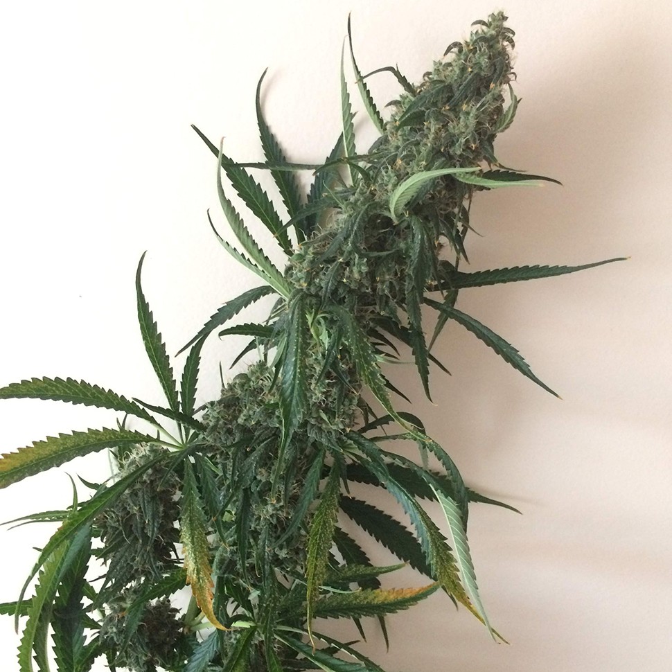 самые неприхотливые семена конопли Chuy Valley feminised самые неприхотливые семена конопли Chuy Valley feminised