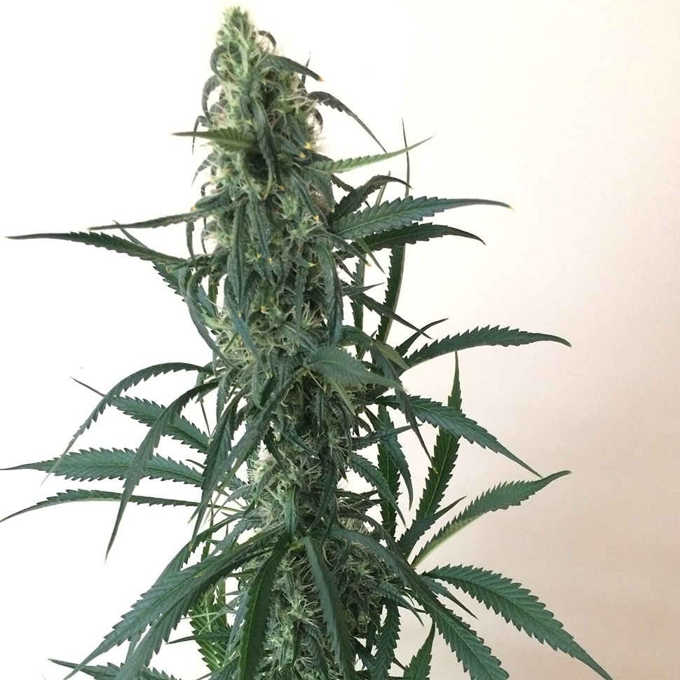 семена конопли Chuy Valley feminised семена конопли Chuy Valley feminised