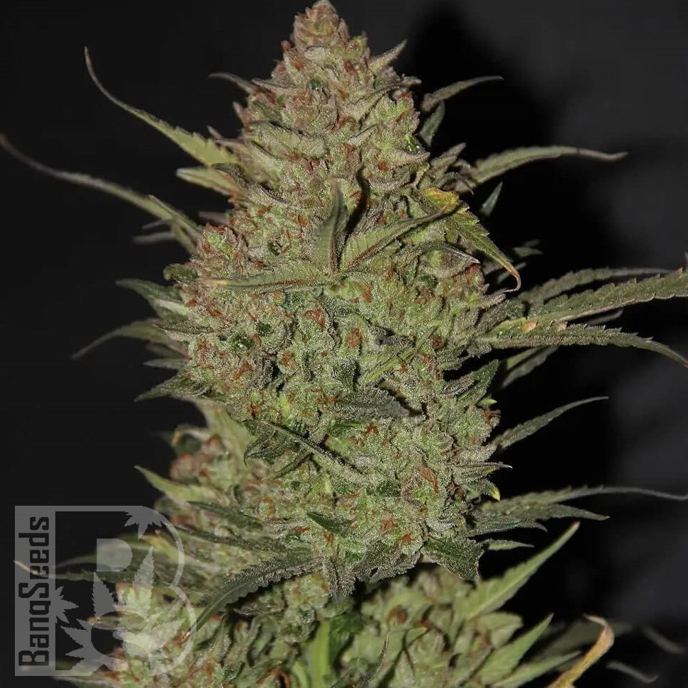 Семена конопли Chuy Valley feminised Bang Seeds Семена конопли Chuy Valley feminised Bang Seeds