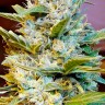 Качественные семена марихуаны Auto Northern Hog feminised Ganja Seeds Качественные семена марихуаны Auto Northern Hog feminised Ganja Seeds