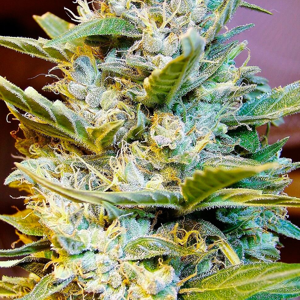 Качественные семена марихуаны Auto Northern Hog feminised Ganja Seeds Качественные семена марихуаны Auto Northern Hog feminised Ganja Seeds