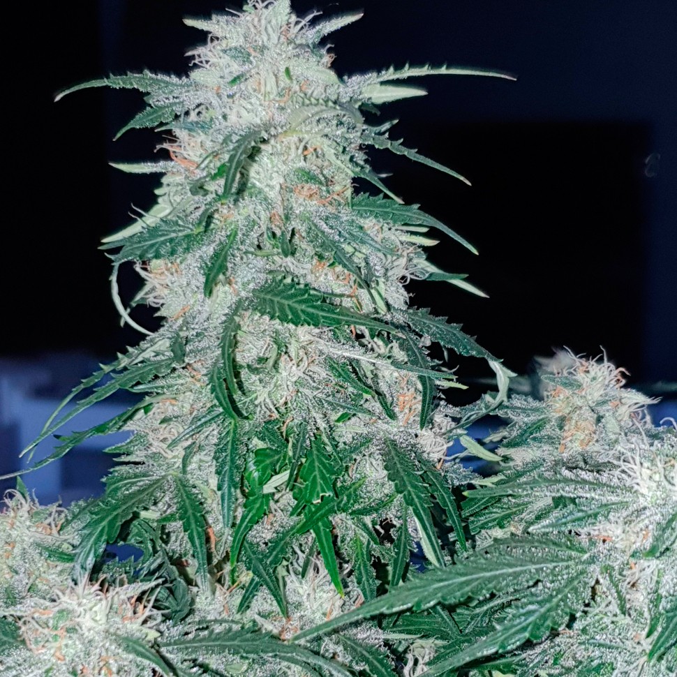 Семена конопли Auto Northern Hog feminised Ganja Seeds Семена конопли Auto Northern Hog feminised Ganja Seeds
