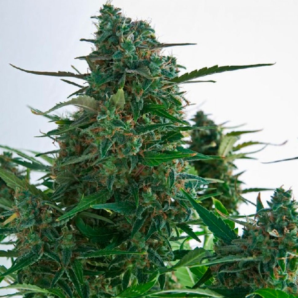 Семена ганжа Auto Gagarin 2 feminised Ganja Seeds