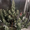 Семена каннабиса Auto Gagarin 2 feminised Ganja Seeds Семена каннабиса Auto Gagarin 2 feminised Ganja Seeds