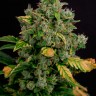 Семена конопли Auto Gagarin 2 feminised Ganja Seeds Семена конопли Auto Gagarin 2 feminised Ganja Seeds