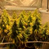 Недорогие семена конопли Auto Gagarin 2 feminised Ganja Seeds Недорогие семена конопли Auto Gagarin 2 feminised Ganja Seeds