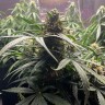 Качественные семена каннабиса Auto Gagarin 2 feminised Ganja Seeds Качественные семена каннабиса Auto Gagarin 2 feminised Ganja Seeds