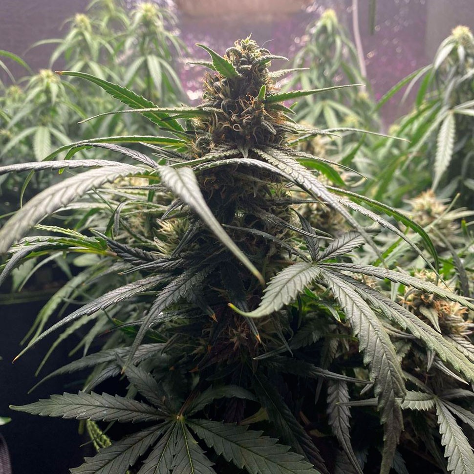 Качественные семена каннабиса Auto Gagarin 2 feminised Ganja Seeds Качественные семена каннабиса Auto Gagarin 2 feminised Ganja Seeds