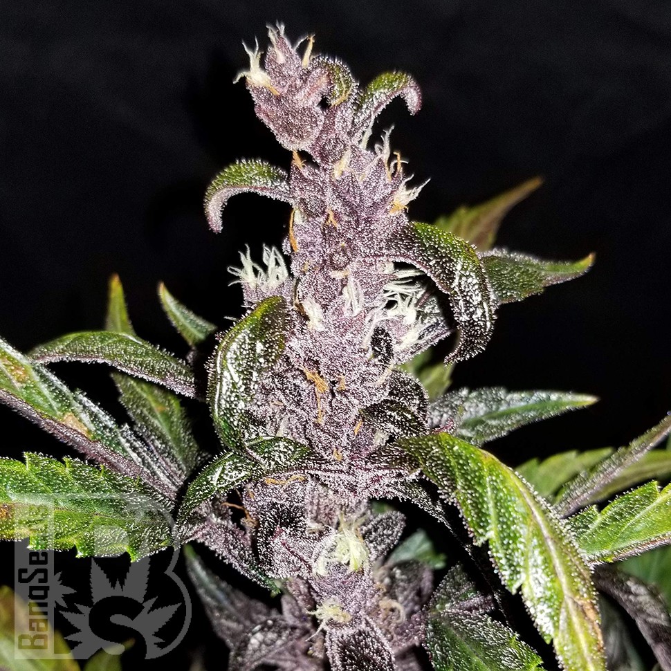Семена Auto Fastberry feminised Ganja Seeds