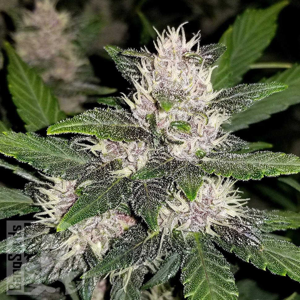 заказ семян конопли Auto Fastberry feminised заказ семян конопли Auto Fastberry feminised