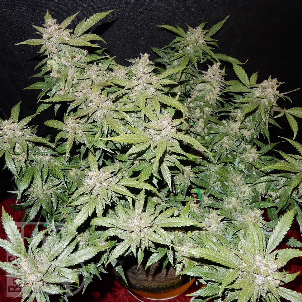 купить семена конопли дешево Auto Fastberry feminised купить семена конопли дешево Auto Fastberry feminised