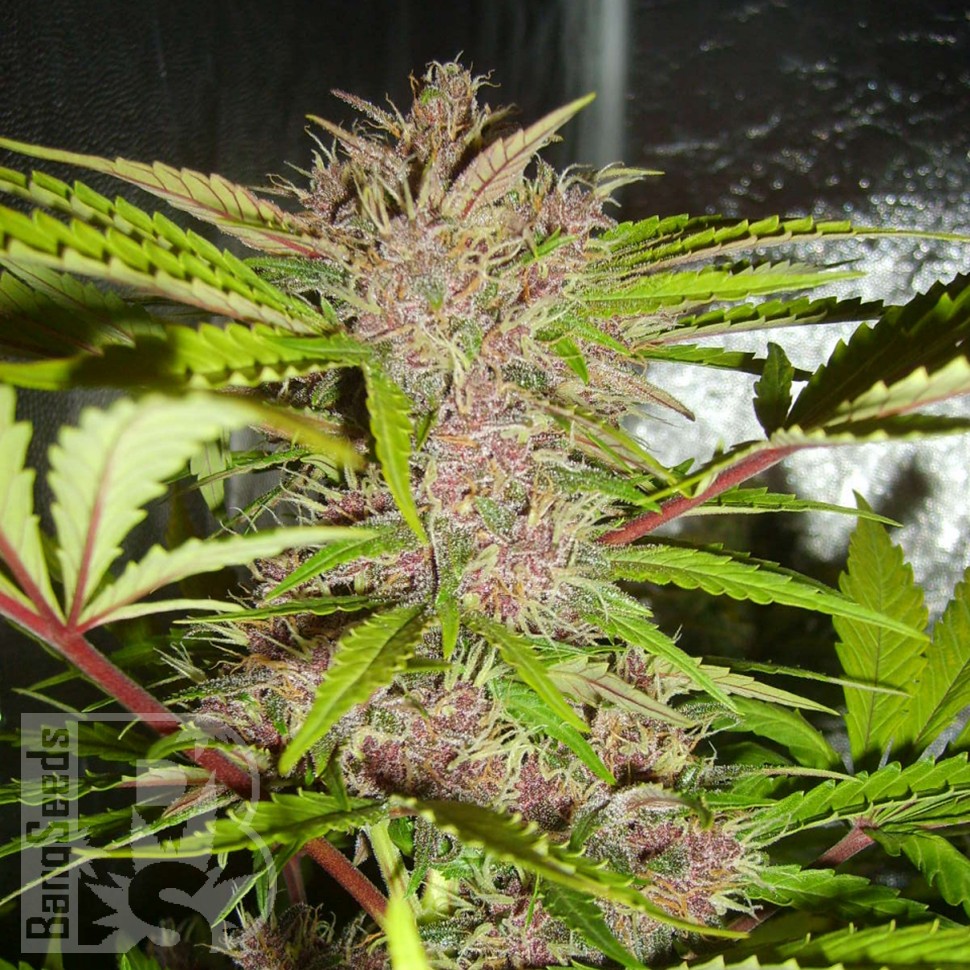 купить семена конопли интернет магазин Auto Fastberry feminised купить семена конопли интернет магазин Auto Fastberry feminised